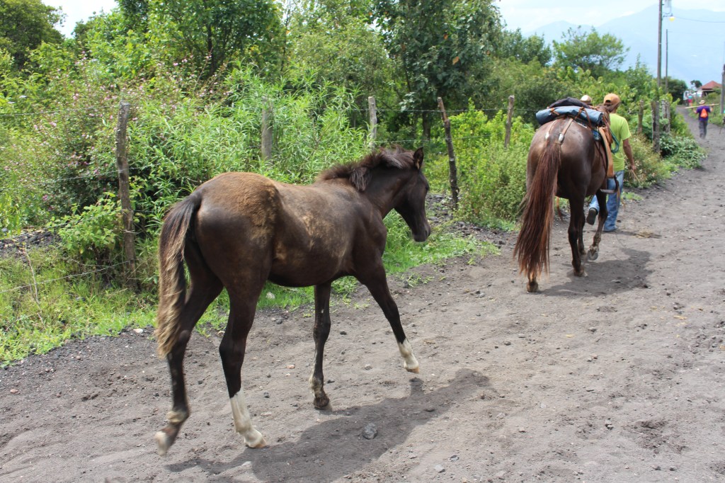 This foal followed its mama all the way up the hike and back down.