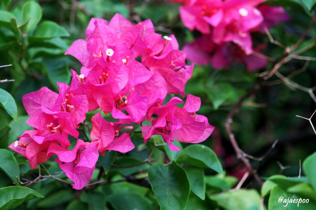 guam-scenery-with-namemark-2