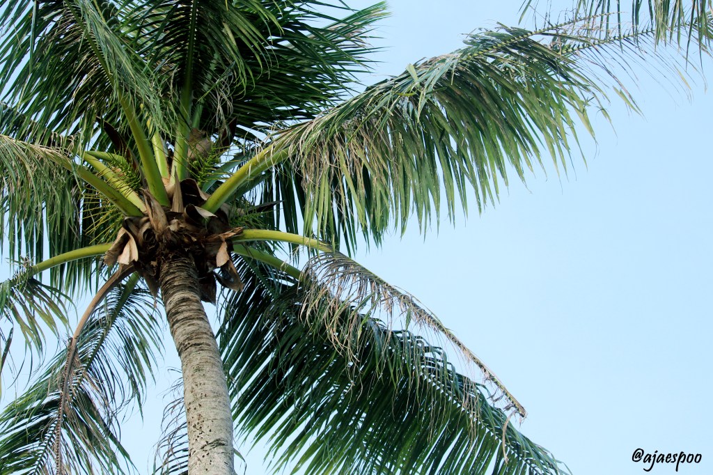 guam-scenery-with-namemark-3