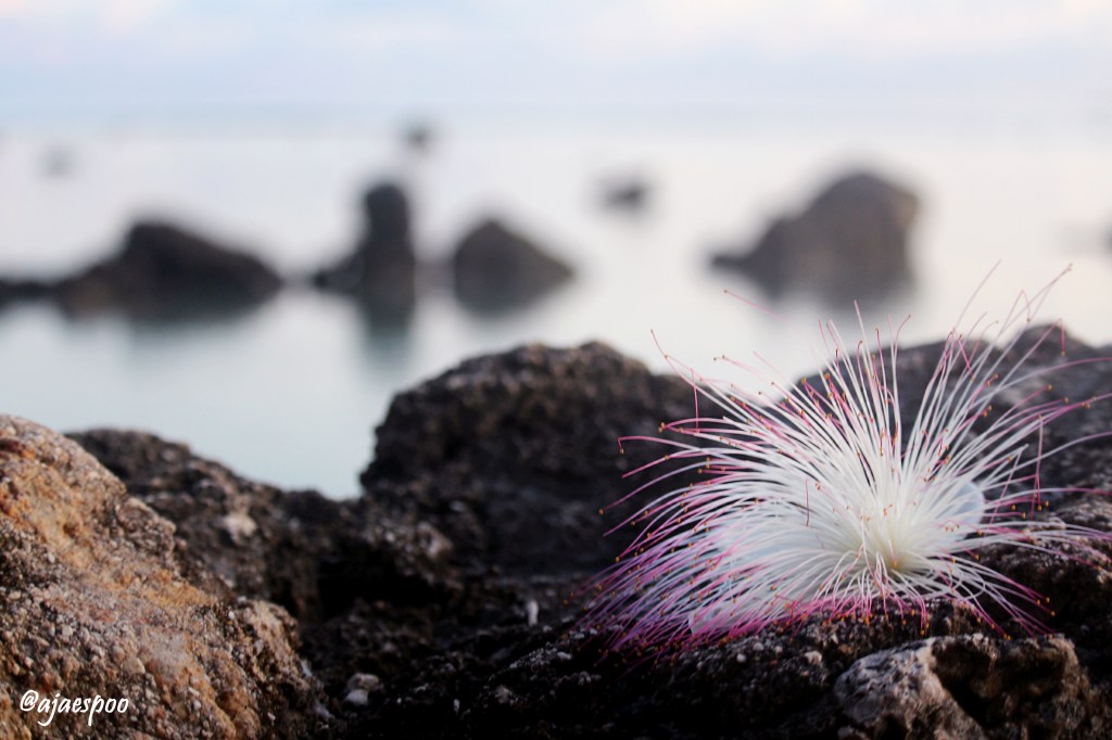 guam-scenery-with-namemark-4