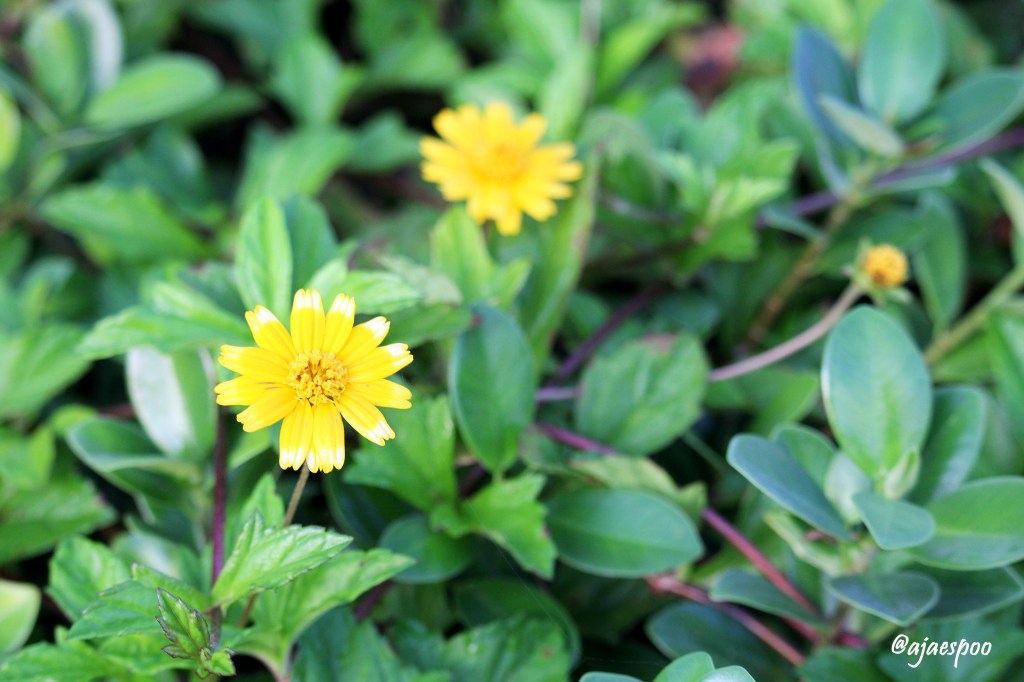 guam-scenery-with-namemark-7