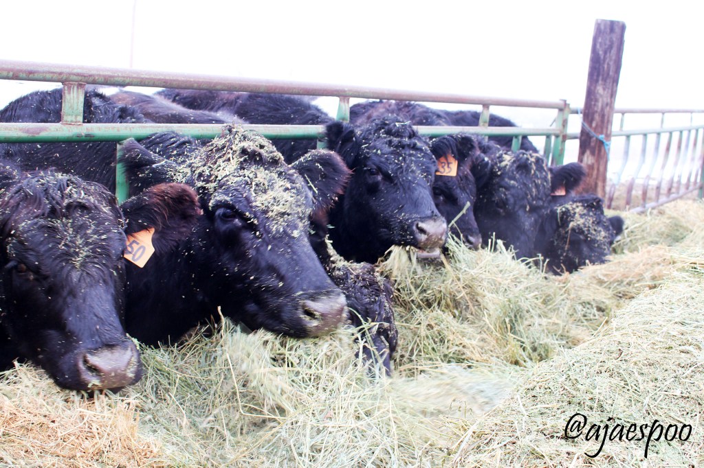 feeding-cows-edited-14-namemark