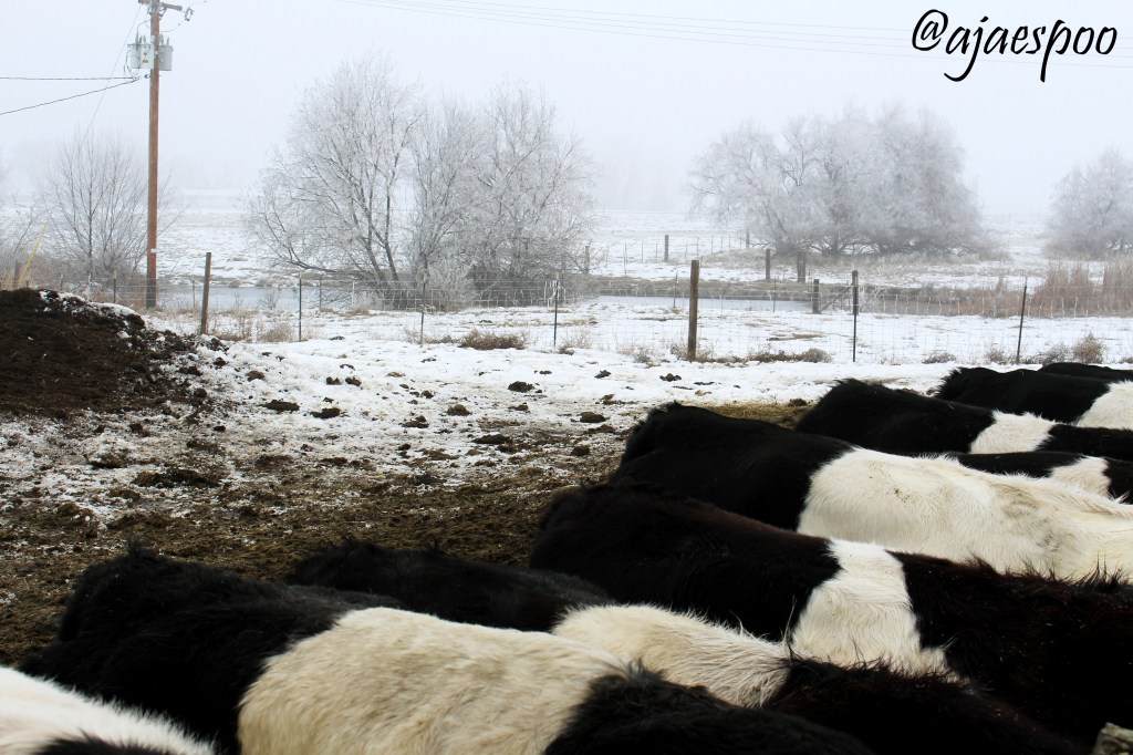 feeding-cows-edited-3-namemark