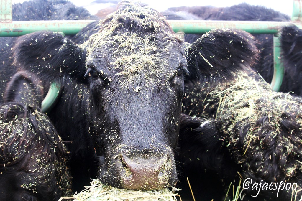 feeding-cows-edited-4-namemark