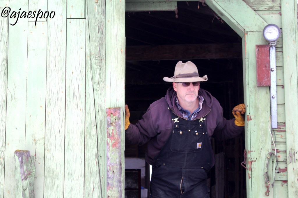 feeding-cows-edited-7-namemark