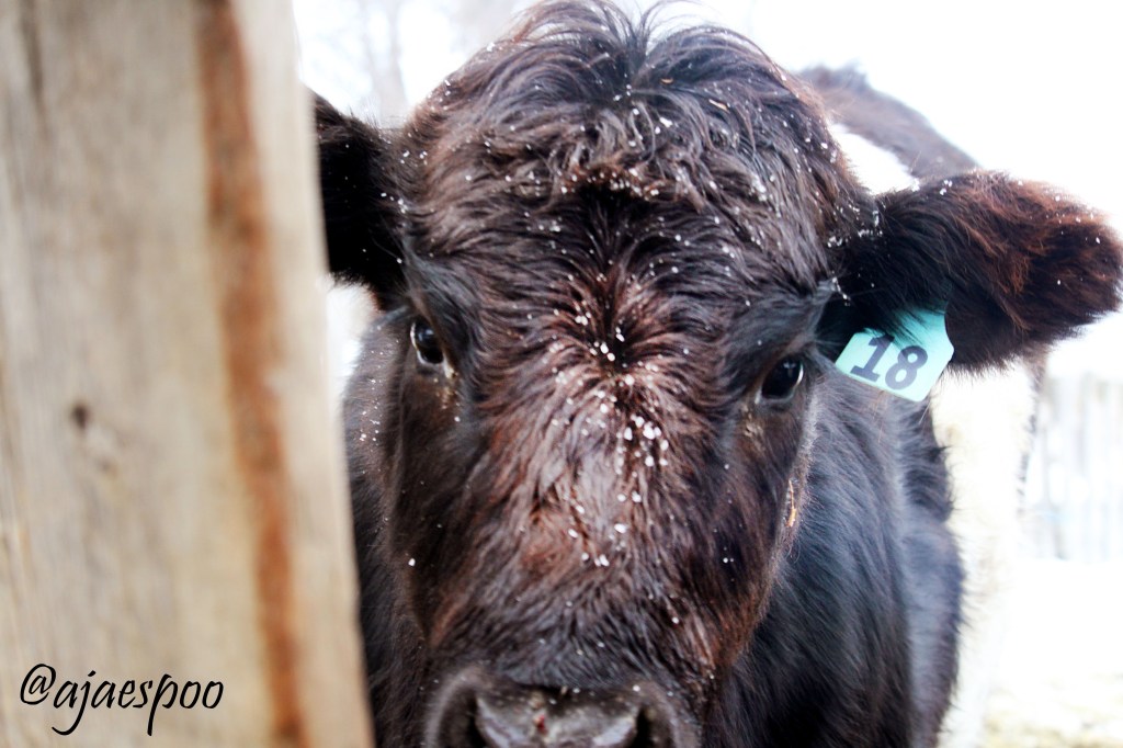 feeding-cows-edited-8-namemark