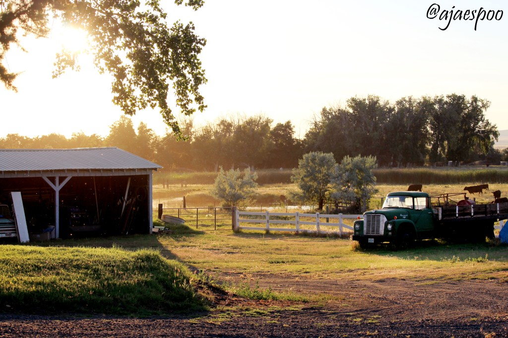 Just Living – Golden Hour on the&nbsp;Farm