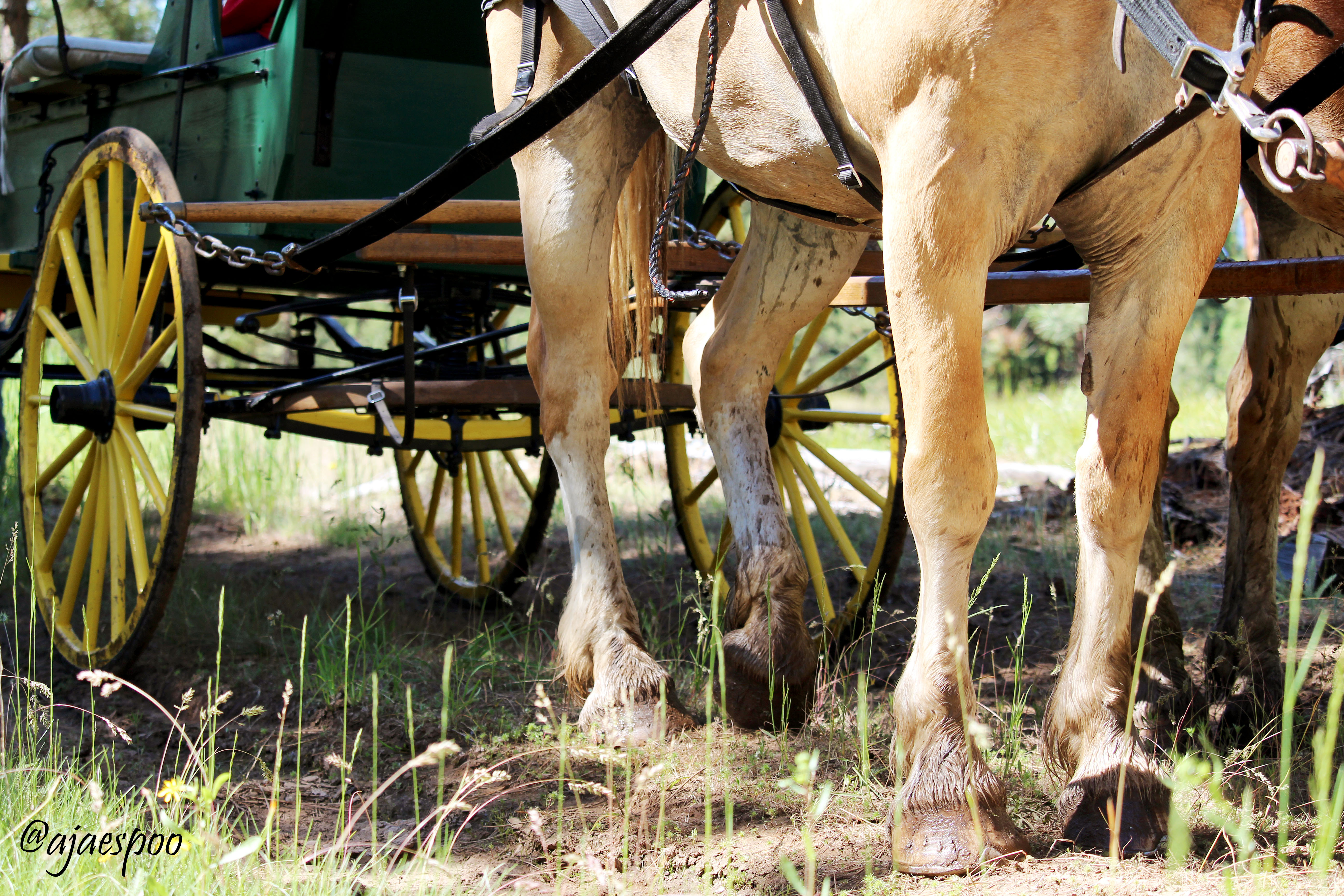 Pendleton Round-Up Wagon Train: “On the Trail” – ajae communications