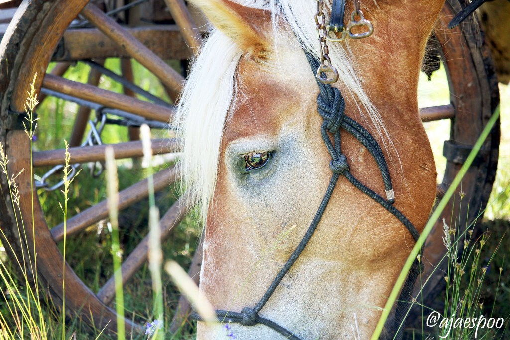 Pendleton Round-Up Wagon Train: “All in the&nbsp;Family”