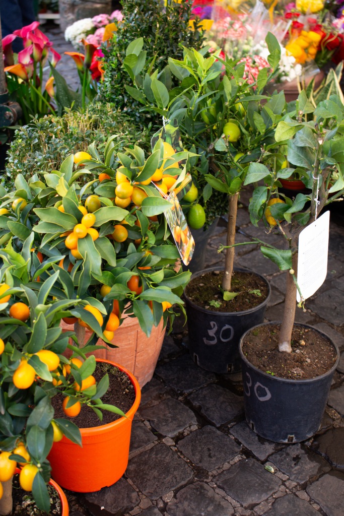 Small lemon and lime trees in a market in Rome, Italy March 2024
