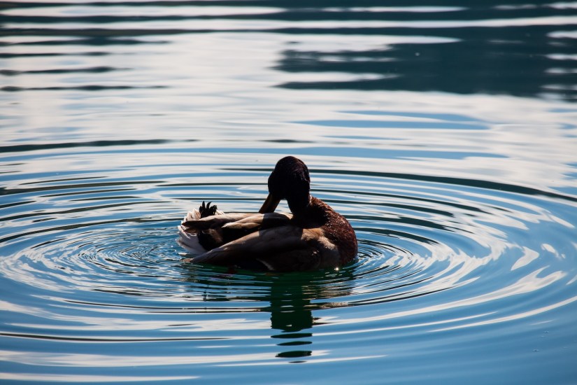 Mallard duck on Lake Bled in Bled, Slovenia, March 2024