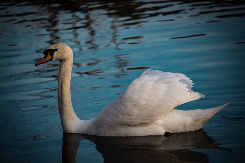 A swan on Lake Bled in Bled, Slovenia, March 2024