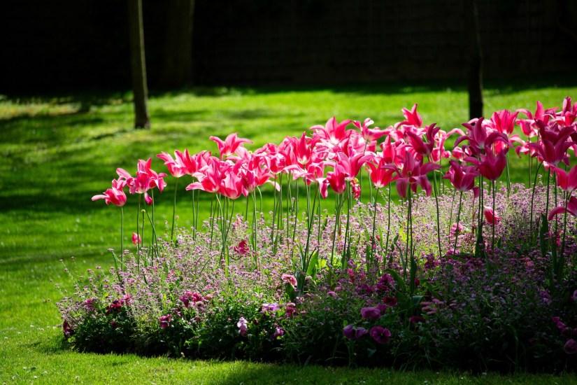 Lilies in Jardin du Luxembourg in Paris, France, April 2024